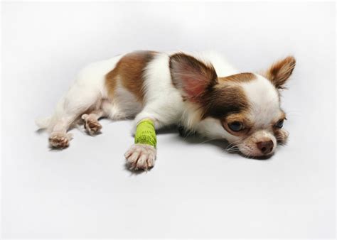 Patellar Luxation In Dogs Ruffeodrive