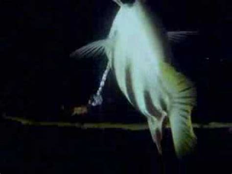 In this activity, students aim spears at a model of a fish in a container of water. Superb Physicist Archer Fish - YouTube
