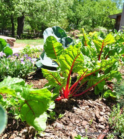 The planting calendar indicates a date range for starting indoors and then transplanting outdoors. Best and easiest vegetables to grow in Oklahoma - Red Dirt ...