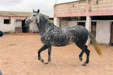 horses barb images  pinterest horses moroccan  horse breeds