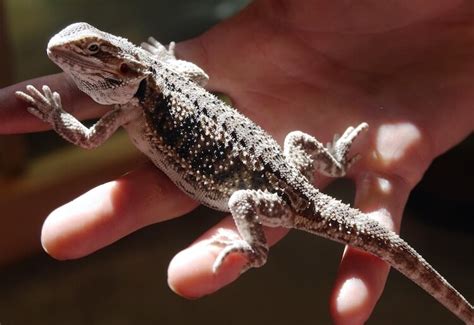8 Tips For Feeding And Caring For Baby Bearded Dragons