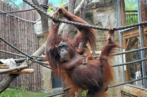 Mehr als 150 tierarten führen die besucherinnen und besucher durch die verschiedenen erdzeitalter. #Zoo Rostock & Darwineum in Germany celebrates Sunda's ...