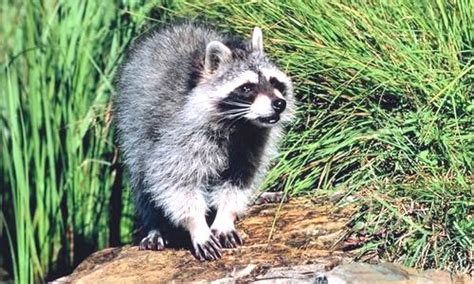 Raccoon Fact Diet And Habitat Information