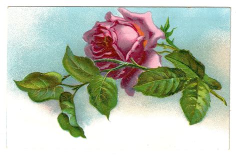 Antique Images Free Pink Rose Graphic Vintage Pink Rose On Postcard