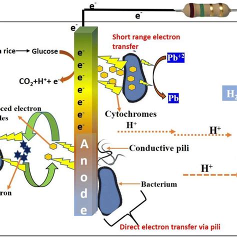 Mechanism For Electron Transfer From A Bacterial Cell To The Surface Of