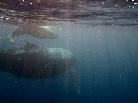 Whales