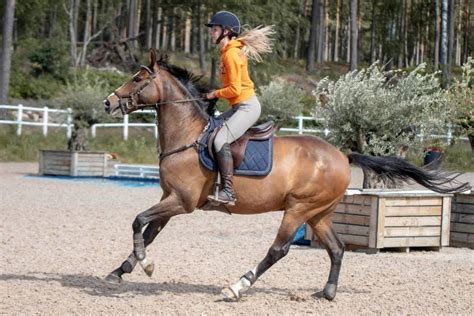 Learning how to properly fit a saddle is a key part of being a responsible and successful rider. Do Saddles Hurt Horses? - Equestlife