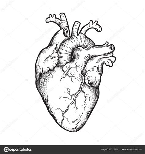 Corazón Humano Anatómicamente Correcto Dibujado Mano Línea Arte Dotwork
