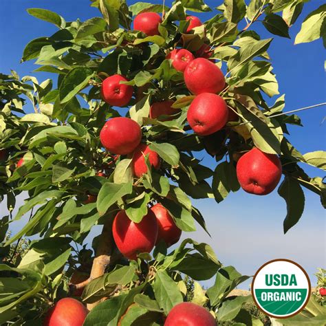 Organic Sweetango®️ Apples From Chelan Ranch Farm To Door Delivery