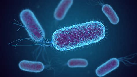 Sintomas de infecção por E coli Um Guia Detalhado para E coli