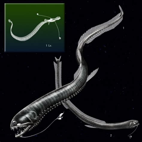 Then, as morning comes, they descend back to the depths. Black Dragonfish: From Googly-eyed Spaghetti to Deep-sea ...