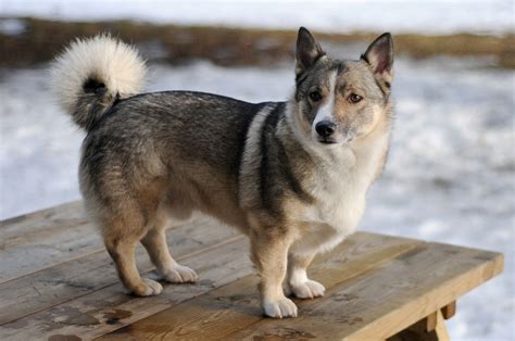 Swedish Vallhund - Wikipedia