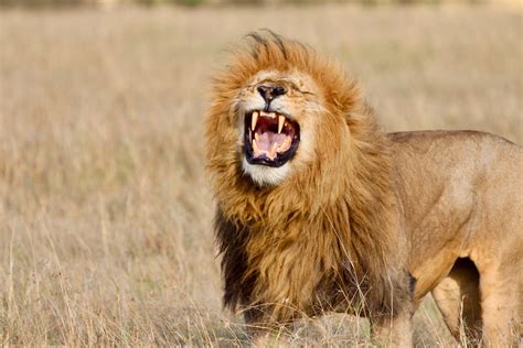 The Complexity of Lion Roars | Lion Recovery Fund