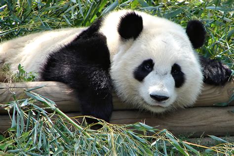 Fileatlanta Zoo Panda Simple English Wikipedia The Free