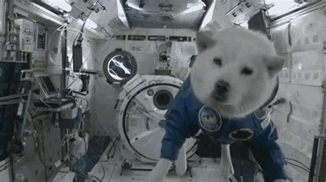 Space Doggo  Space Doggo Funnyanimals Discover And Share S