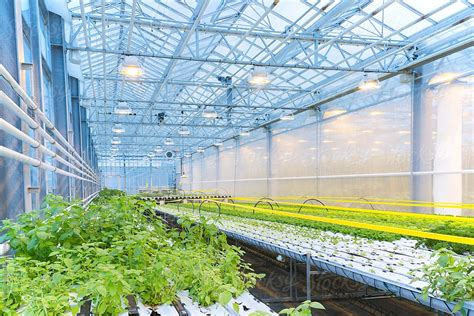 Photo Of A Modern Greenhouse In Which Vegetable Plants Are Cultivated