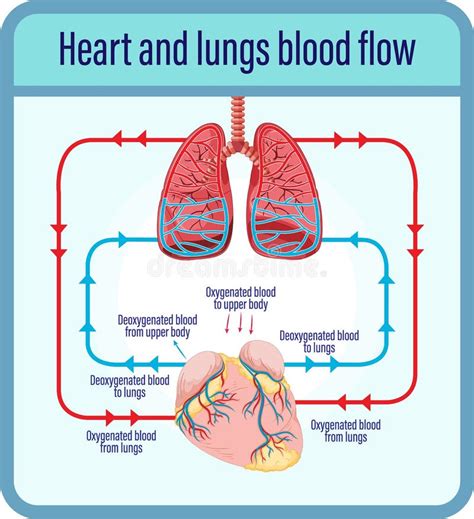 Diagrama Que Muestra El Flujo Sanguíneo Del Corazón Humano Stock De