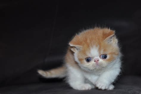 Exotic Shorthairs And Persians In Idaho Kittens On Their Way Our