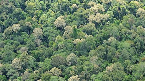 Big Carbon Gains From Restoring Forests Cosmos Magazine