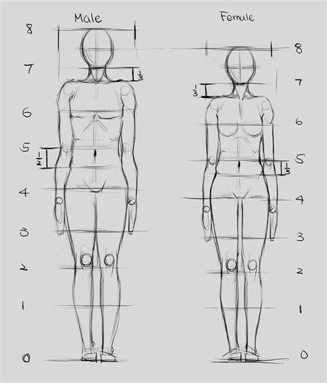 Proportions Proportions Of Male And Female Figures Are Similar Despite