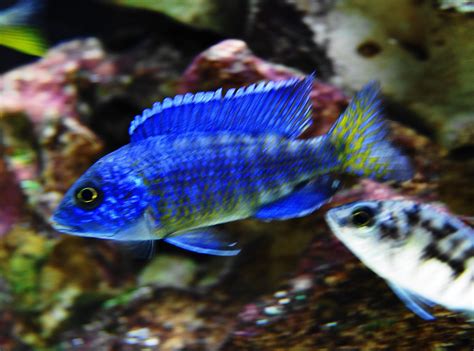 Ngara Flametail Cichlids African Cichlids Freshwater Fish