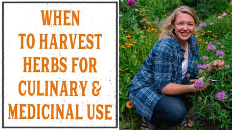 When And How To Harvest Herbs For Medicinal Uses Youtube