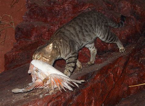 Growing Feral Cat Problem In Mérida What Is The Government Doing About