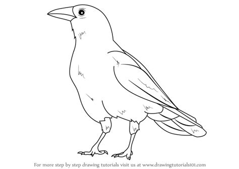 How To Draw A Crow Step By Step