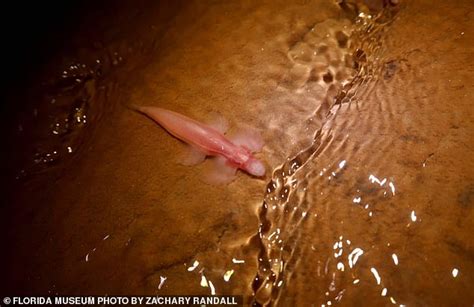 Nearly A Dozen Fish Species Can Walk On Land Study Reveals The State