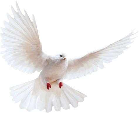 400,280 clipart in 20,014 handpicked categories. White dove transparent background bird