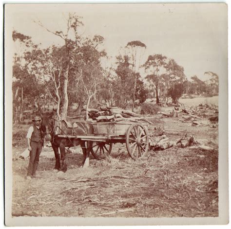 Photographs Of Land Clearing At Forest Hill Sandford Tasmania C