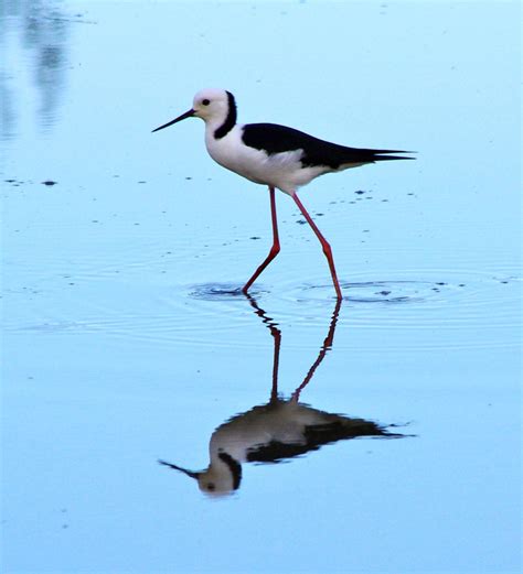 Black Winged Stilt Immature Himantopus Himantopus Lake L Flickr