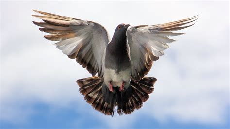 Flying Pigeon Wallpapers Hd Wallpapers Id 16377