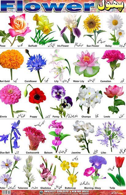 Common types of flowers with pictures. Flower Bulb Identification | View full size | Flower chart ...