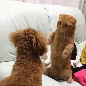The attempt to explain what we see (cats and dogs, or otherwise) exclusively in terms of evolutionary adaptation, as if all creatures were. Domesticated Discord: Why Do Cats and Dogs Fight? | Cat ...