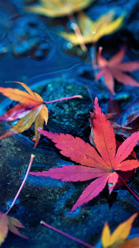 More than 500 free 4k wallpapers for your phone, desktop, website or more! Maple Leaves Fall Autumn Water 4K Ultra HD Mobile Wallpaper