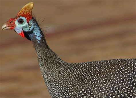 Guinea Fowl South Africa