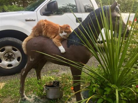 Cat Riding Horse Funny Funnyanimals Cat Cute Animal Pictures