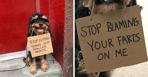 This Cute Viral Dog Protests With Funny Signs And All The Dogs Can