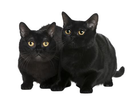 Black Cat Breeds With Yellow Eyes Brief Info With Pictures