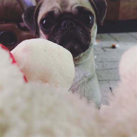 Pug Ready To Play Pugs Dogs Animals