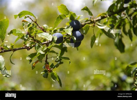 Ast Mit Schlehen Hi Res Stock Photography And Images Alamy