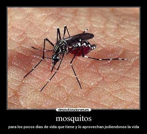 Des Mosquito Meme Apsgeyser