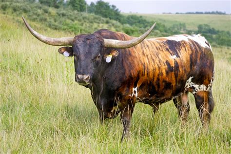 Quia Beef Cattle Breeds