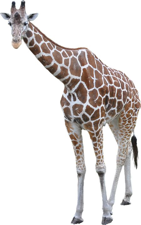 Vector Giraffe Silhouettes Gambar Jerapah Hitam Putih