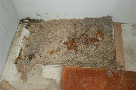 House mice may also claim underneath or behind your refrigerator as their own, since it is warm there. Kitchen Remodel - Jerry's Wood Works