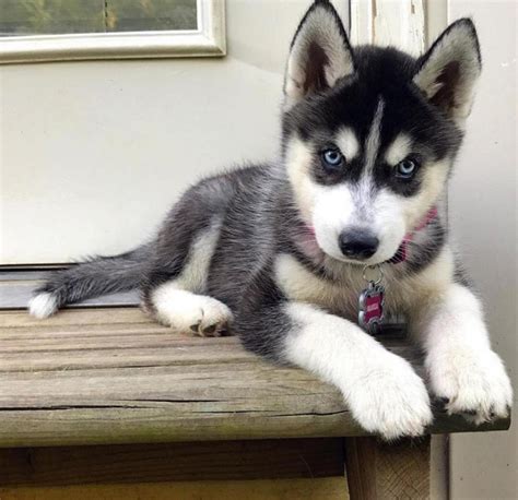 Adorable Cute Male And Female Siberian Husky Puppies Available For New