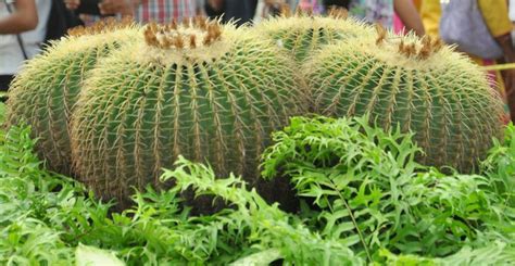 Listado con los cactus más populares y conocidos. Asiento de suegra, un cactus muy conocido | Plantas