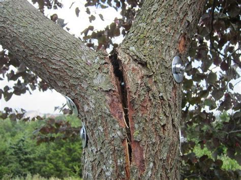 The main problem with filling ceiling cracks, is that the cracks often reappear. Cracked Redbud Tree Trunk