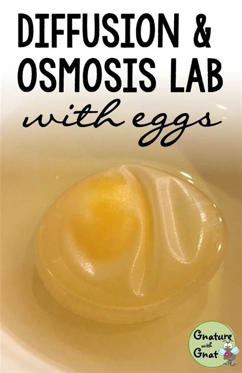 Diffusion and Osmosis Lab using Deshelled Eggs: An Inquiry ...